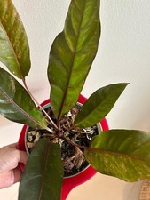 Anthurium renaissance- as pictured- almost black with red veins and pink spots.