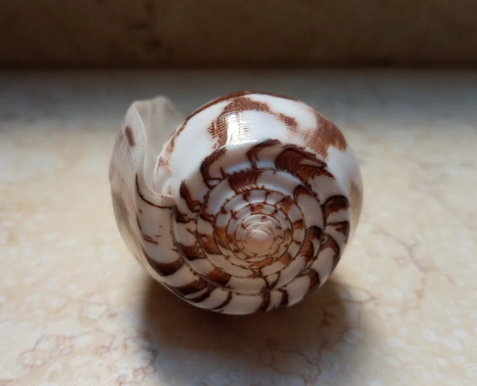 Conus Striatus RARE Beautiful Shells 97.6 mm red Sea shell nice Pattern SPECIMEN - Image 2 of 4