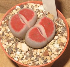Lithops karasmontana cv Sumitatum Lebende Steine Sukkulenten EB-MS1739-T5