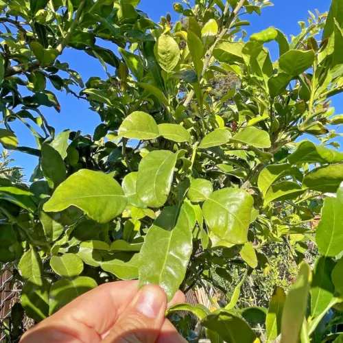 kaffir Organic Lime Leaves 1 Oz Fresh Hand Picked When Order (about 40 leaves )