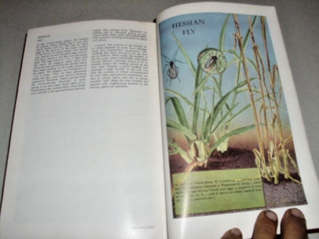 Picture 5 of 12