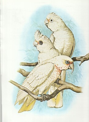 COLOUR PARROT PRINT by WILLIAM T COOPER ,GOFFIN'S COCKATOO & LITTLE CORELLA