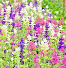 350x Clary Sage Tricolor Mix Seeds – Salvia Horminum – Colourful Annual