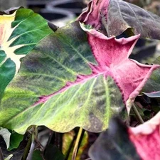 Colocasia Live Bulb Paper Paint Tuber New Hybrid Free Phytosanitary Certificate