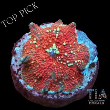 TIA Sunset River Discosoma Mushroom I NOT WYSIWG I Live Softies Coral