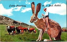 Cowboy Riding Giant Jack Rabbit Exaggerated Vintage Postcard KH1