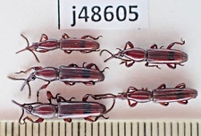 j48605. Insects, Brentidae sp. Vietnam North