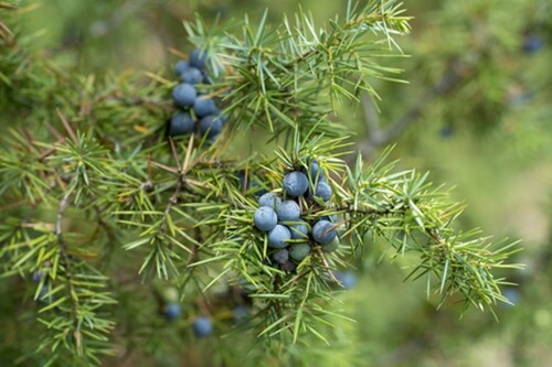 Juniperus communis (Common Juniper) - 30 seeds