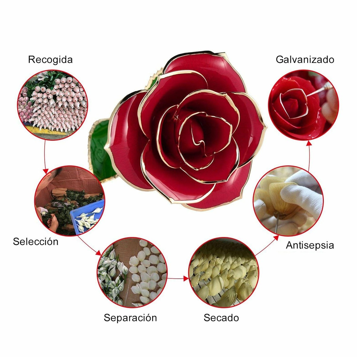 Rose Éternelle en Or Rouge | Royaume Éternel