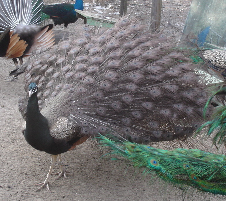 4+ from MIXED GROUP PEACOCK PEAFOWL EGGS FOR HATCHINGlaying nowOne