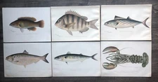 6 Original Antique Fish Prints: Mackerel Bonito Lobster Cunner by Denton 1896-99