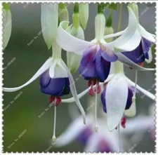 50pcs/bag Fuchsia Seeds Potted Flowers seeds,bonsai seeds.#1229