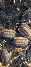 15 Cubaris Red Tiger Isopods