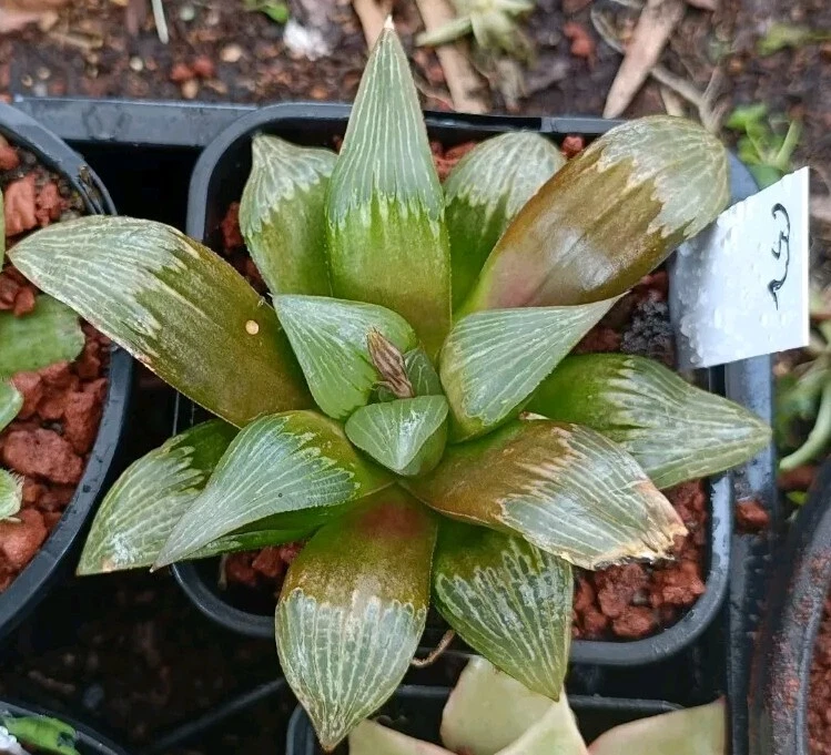 haworthia Plant #52, mature 7+ years old rare plant, cute Succulent
Opens in a new window or tab