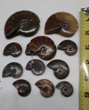Genuine Prehistoric Ammonite Collection Unfinished As Shown