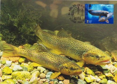 Brown Trout Salmo Trutta Lacustris Fish Fishing Flies Finland Mint Maxi FDC 2003