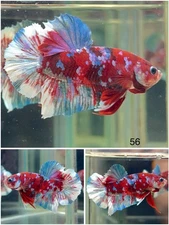 Male Betta Live Fish - Koi Red Galaxy HMPK - 56 - High Quality A+*
