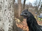 3 Ayam Cemani Hatching Chicken Eggs, Black skin and bones — photo 7