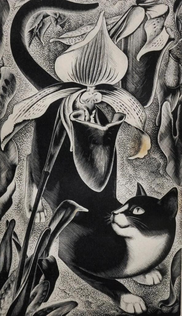 A Cat under a Venus Fly Trap by Agnes Miller Parker – 1920s Wood
