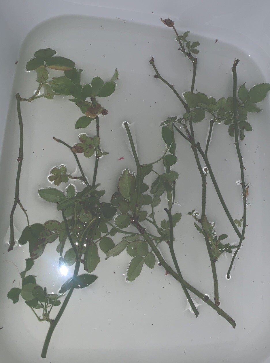 Picture 3 of 6