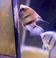 Angelfish  Discus Breeding Slate for Aquariums - Choose Color