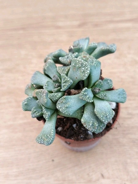 9840 TITANOPSIS Calcarea.  vaso de 5,0 cm  cactus, suculenta ,