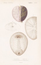 Seeigel Ananchytes ovata sea urchin gravure engraving Stahlstich Cuvier 1849