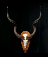 Kapitale Kudohörner 126cm Auf Originalschädel Geweih Trophäe Wanddeko