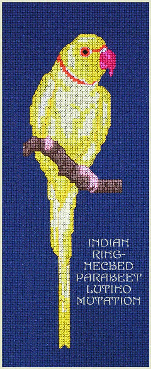 PARAKEET, BUDGIE, FINCH COUNTED CROSS STITCH PATTERNS