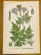 1886 ANTIQUE PICTURES LITHOGRAPH ART PRINT BOTANY FLOWER FLORA NATURE DECO PO...