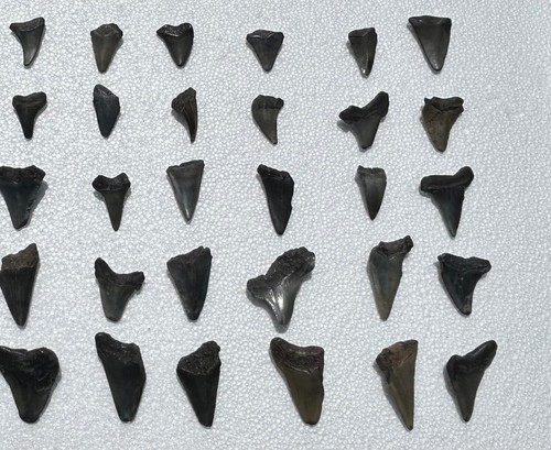 Megalodonte fossile Mako Angustidens denti di squalo LOTTO DI 50 squali Carolina del Sud - Foto 17 di 17