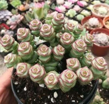  Live Rare Crassula cv. 'Jade Necklace' Succulent Plant rooted in 2'' plant pot
