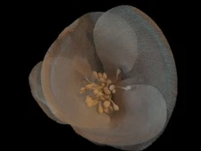 Vintage Millinery Flower Cupped true Silk White KN6