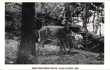 Deer Woods in Phelps Vilas County WI RPPC Real Photo Postcard Vintage