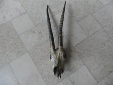 Afrikanische Antilopen-Trophäe / Geweih mit Schädel – Großwild