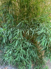 Fresh Organic Bamboo Leaves Hand Picked, California Grown 50 pcs