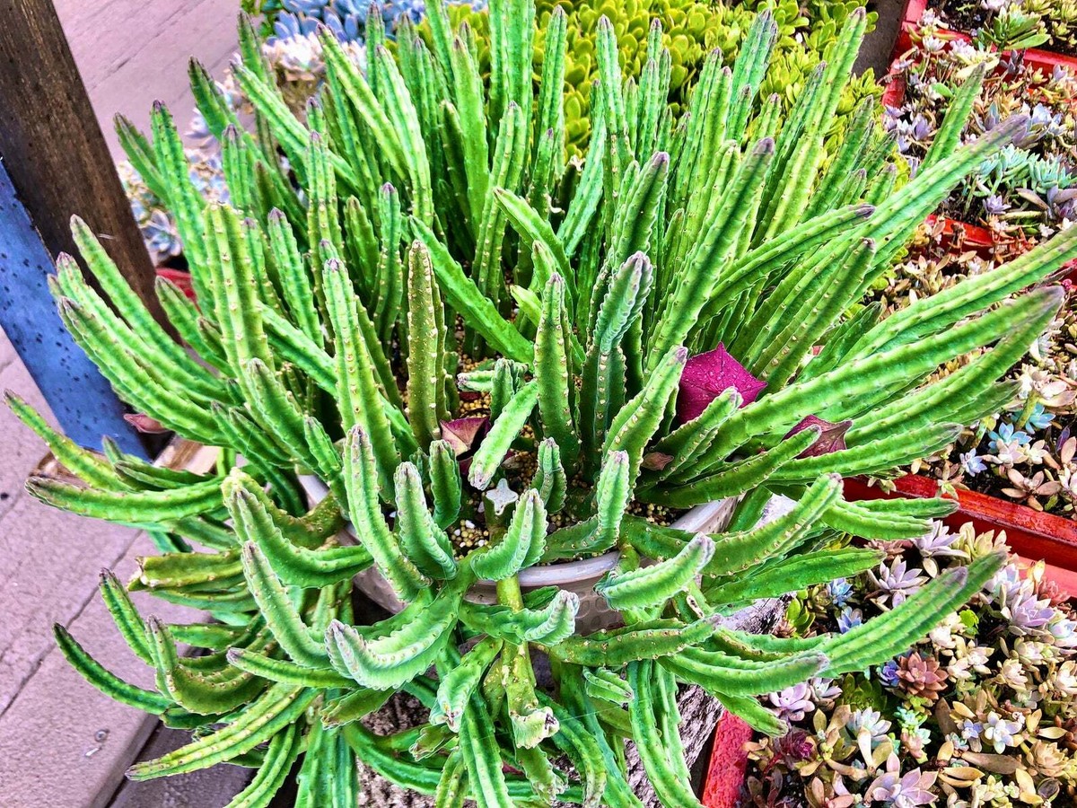 Stapelia leendertziae, Black Bells, Leendertz's Carrion Flower