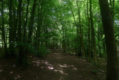 Foto 6x4 in Standish Wood Stroud\/SO8405 Wie an anderer Stelle erwähnt [[5056280]] c2017