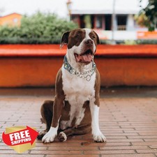 Martingale Dog Collar No Pull Chain Dog Pattern Large Reflective