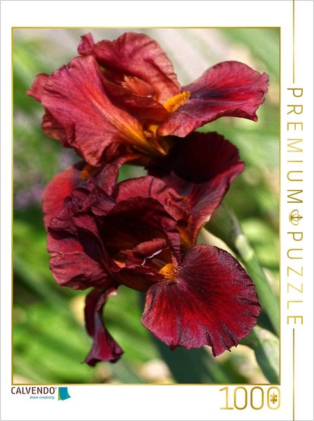 Calvendo Puzzle Stunning Iris Flowers | 1000 Pieces, Finished Size 25.2 × 18.9 I-image