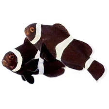 2-Pack Black Ocellaris Clownfish – Tank Bred, Reef Safe Live Saltwater Aquarium