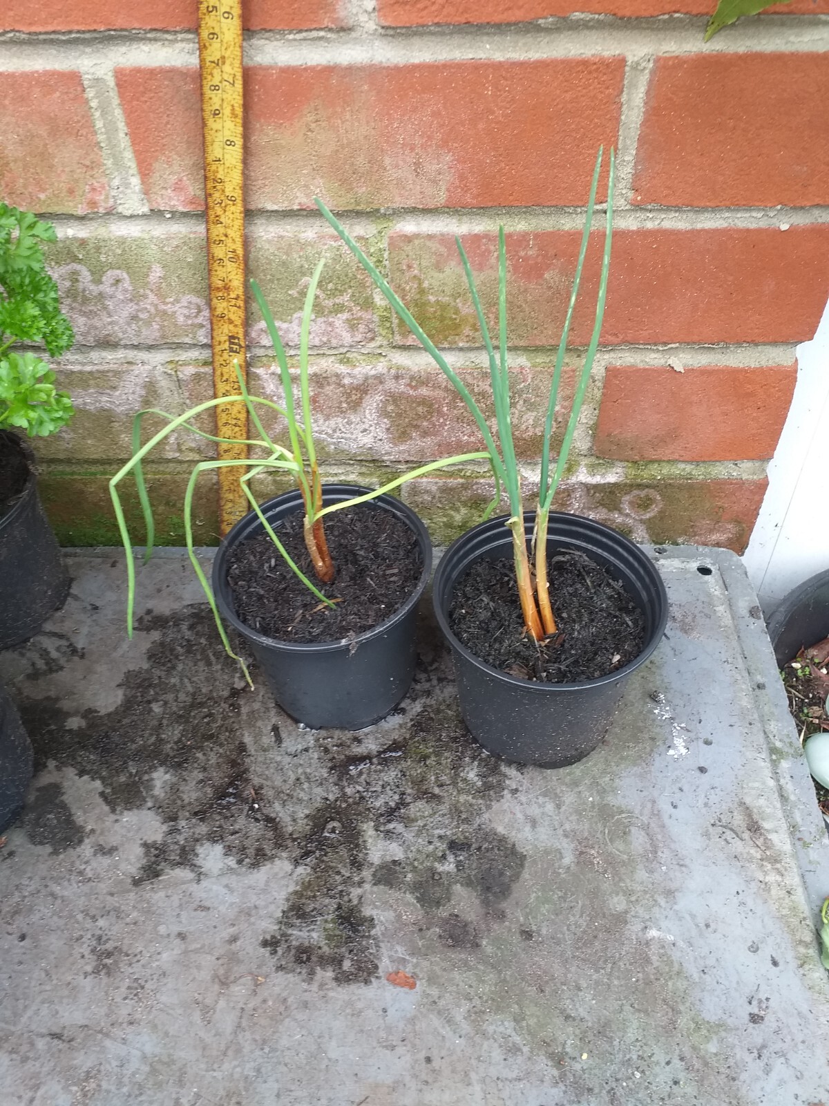 2 Everlasting Onions plants in 10.5cm pots approx.,, eBay