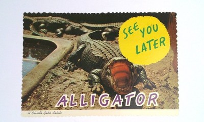 Vintage Florida Alligator Postcard A Florida Gator Salute 3D Color