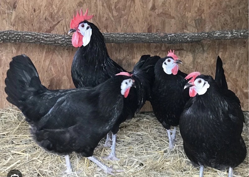 White Spanish Face Hatching Eggs NPIP-Certified, 10+ 