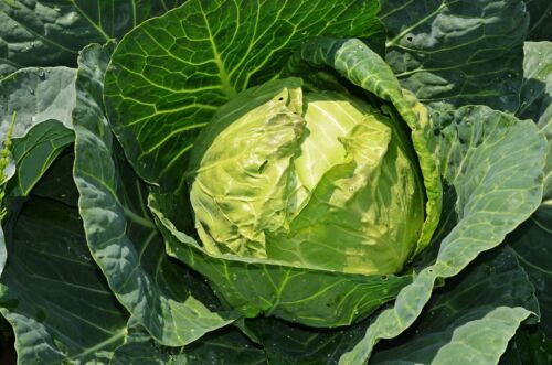 Roter Spitzkohl (Brassica Oleracea) – 100 Samen, Bio, Samenfest, Für Salat & Rohkost