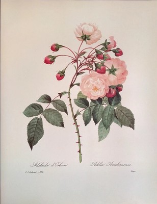 Pierre Joseph Redoute Botanical ADELIA AURELIANENSIS Print Book Plate 126 ROSA