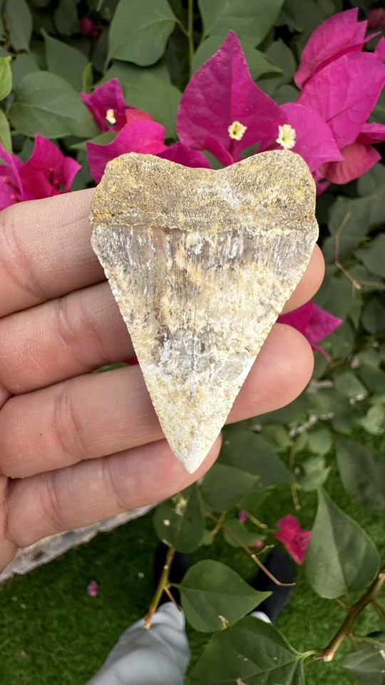 Nice Fossil Great White Shark Tooth Baja California 2.26” eBay