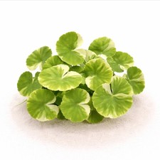 Brazilian Pennywort Marble Variegated Aquarium Plants Factory