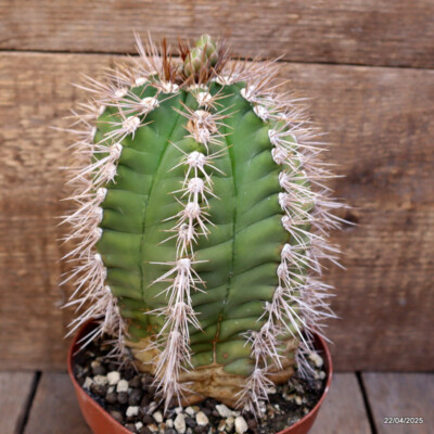 M86 GYMNOCALYCIUM CHACOENSE pot14-H19-W13 cm MaMa Cactus | eBay