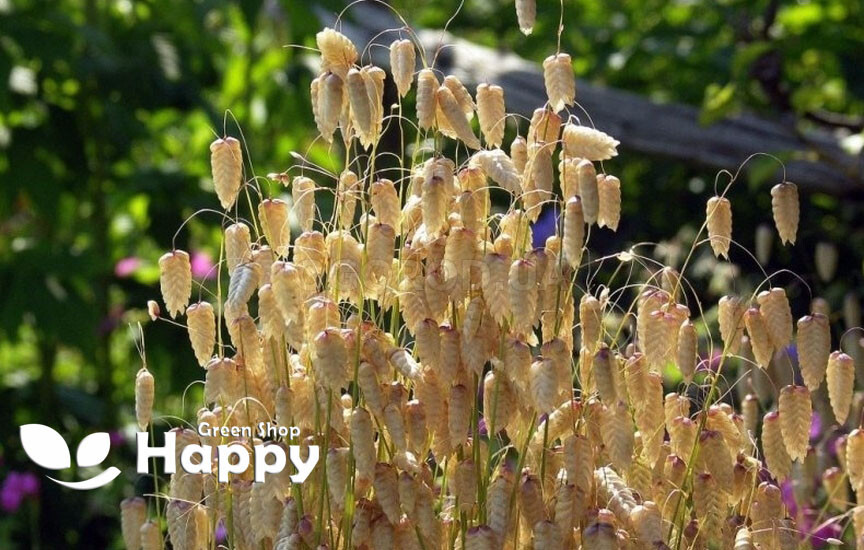 Greater Quaking Grass 400 seeds Briza maxima ORNAMENTAL GRASS